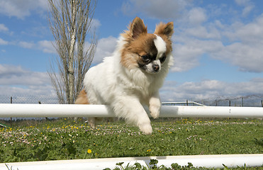 Image showing jumping chihuahua