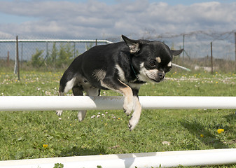 Image showing jumping chihuahua