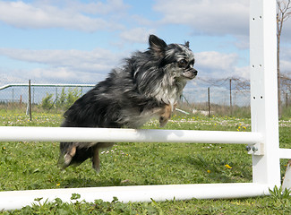 Image showing jumping chihuahua