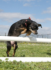 Image showing miniature pinscher in agility