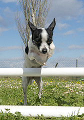 Image showing jumping chihuahua