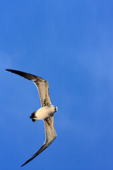 Image showing  sea gull flying the sky