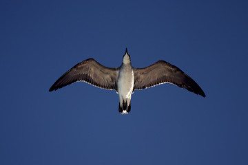 Image showing the down of sea gull flying 