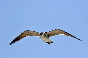 Image showing the front of sea gull flying  in the sky in mexico