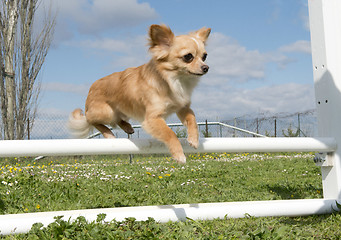 Image showing jumping chihuahua