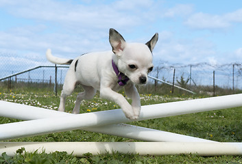 Image showing jumping chihuahua