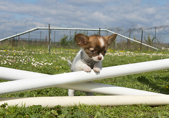 Image showing jumping puppy 