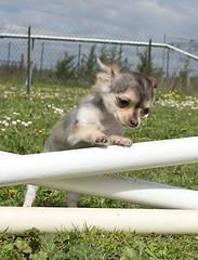 Image showing jumping chihuahua