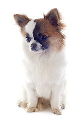 Image showing puppy chihuahua