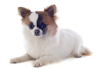 Image showing puppy chihuahua