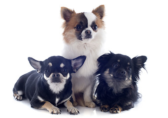 Image showing three chihuahua