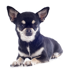 Image showing short hair chihuahua