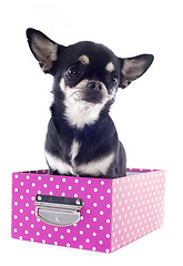 Image showing chihuahua in box