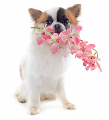 Image showing puppy chihuahua and flower