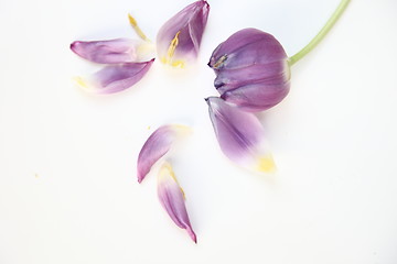 Image showing Single purple tulip with petals