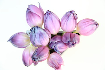 Image showing Bouquet of fresh spring tulips