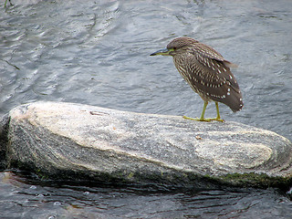 Image showing Cute baby bird: Yellow-crowned Night-Heron