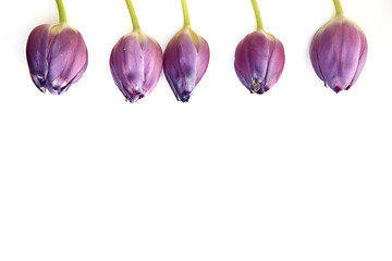 Image showing Border of purple tulips