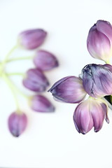 Image showing Fresh bunch of purple tulips