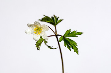 Image showing Water drops on wood anemone