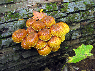 Image showing Orange mushrooms on a tree trunk