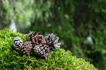 Image showing Pine cones in nature