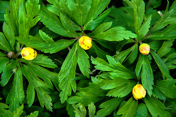 Image showing Yellow flower buds