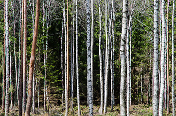 Image showing Tree trunks pattern