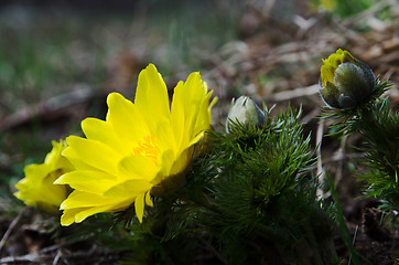 Image showing Bright yellow flower