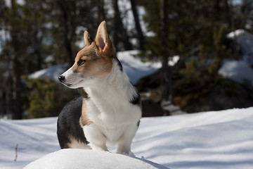 Image showing puppy