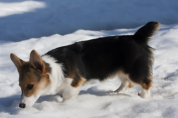 Image showing puppy in snow