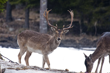 Image showing fallow deer