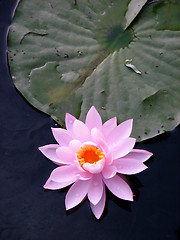 Image showing Delicate lotus blossom in dark water