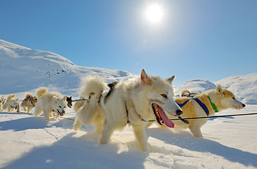 Image showing Dog sledging