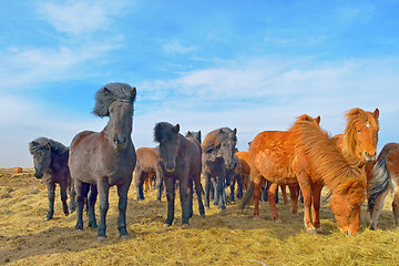 Image showing Icelandic horses