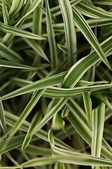 Image showing Ornamental variegated leaves