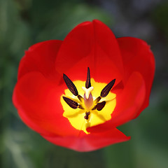 Image showing Inside of a beautiful red tulip