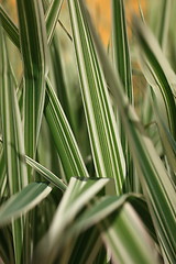 Image showing Ornamental white and green leaves