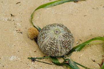 Image showing Sea urchin