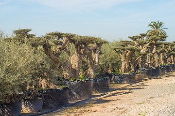 Image showing Arboretum