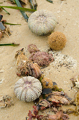 Image showing Flotsam still life