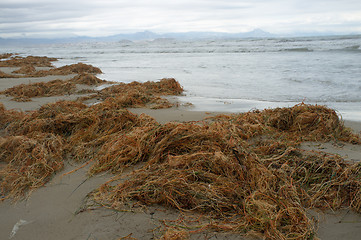 Image showing Decomposing seaweed