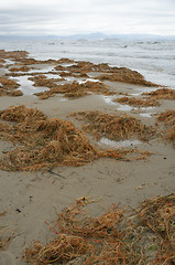 Image showing Rotting seaweed