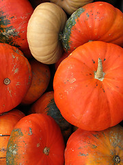 Image showing Pumpkins: autumn colors
