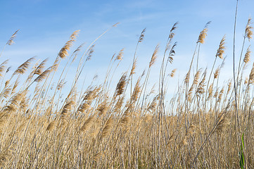 Image showing Canes