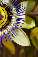 Image showing Passionflower closeup