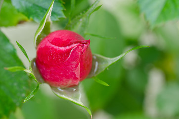 Image showing Red rose about to open