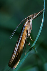 Image showing  butterfly trichoptera on a green