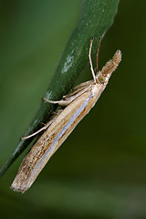 Image showing side of wild brown  trichoptera 