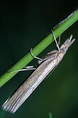 Image showing  little   grey butterfly trichoptera 